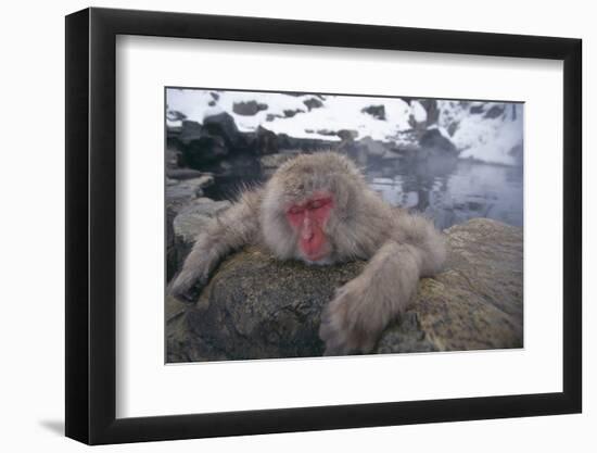 Japanese Macaque Relaxing in Hot Spring-DLILLC-Framed Photographic Print