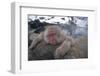 Japanese Macaque Relaxing in Hot Spring-DLILLC-Framed Photographic Print