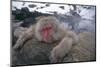 Japanese Macaque Relaxing in Hot Spring-DLILLC-Mounted Photographic Print