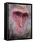 Japanese Macaque, Snow Monkey, Joshin-Etsu National Park, Honshu, Japan-Gavin Hellier-Framed Stretched Canvas