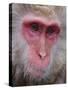Japanese Macaque, Snow Monkey, Joshin-Etsu National Park, Honshu, Japan-Gavin Hellier-Stretched Canvas