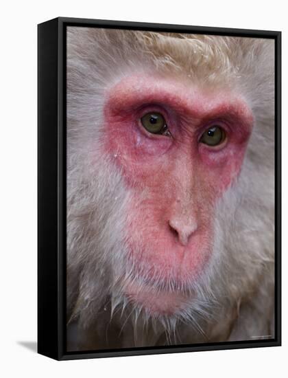 Japanese Macaque, Snow Monkey, Joshin-Etsu National Park, Honshu, Japan-Gavin Hellier-Framed Stretched Canvas