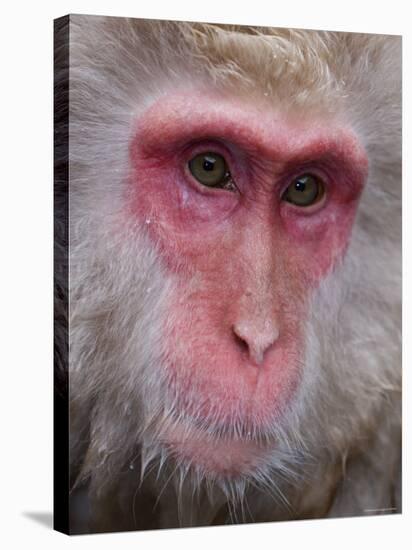 Japanese Macaque, Snow Monkey, Joshin-Etsu National Park, Honshu, Japan-Gavin Hellier-Stretched Canvas