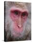 Japanese Macaque, Snow Monkey, Joshin-Etsu National Park, Honshu, Japan-Gavin Hellier-Stretched Canvas