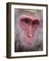 Japanese Macaque, Snow Monkey, Joshin-Etsu National Park, Honshu, Japan-Gavin Hellier-Framed Photographic Print