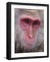 Japanese Macaque, Snow Monkey, Joshin-Etsu National Park, Honshu, Japan-Gavin Hellier-Framed Photographic Print