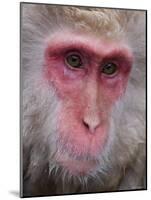 Japanese Macaque, Snow Monkey, Joshin-Etsu National Park, Honshu, Japan-Gavin Hellier-Mounted Photographic Print