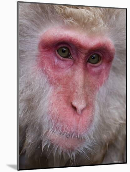 Japanese Macaque, Snow Monkey, Joshin-Etsu National Park, Honshu, Japan-Gavin Hellier-Mounted Photographic Print