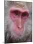 Japanese Macaque, Snow Monkey, Joshin-Etsu National Park, Honshu, Japan-Gavin Hellier-Mounted Photographic Print