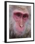Japanese Macaque, Snow Monkey, Joshin-Etsu National Park, Honshu, Japan-Gavin Hellier-Framed Photographic Print