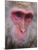 Japanese Macaque, Snow Monkey, Joshin-Etsu National Park, Honshu, Japan-Gavin Hellier-Mounted Photographic Print