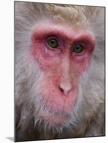 Japanese Macaque, Snow Monkey, Joshin-Etsu National Park, Honshu, Japan-Gavin Hellier-Mounted Photographic Print