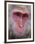 Japanese Macaque, Snow Monkey, Joshin-Etsu National Park, Honshu, Japan-Gavin Hellier-Framed Photographic Print