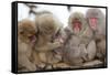 Japanese Macaque, Snow Monkey, Joshin-etsu NP, Honshu, Japan-Peter Adams-Framed Stretched Canvas