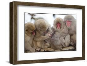 Japanese Macaque, Snow Monkey, Joshin-etsu NP, Honshu, Japan-Peter Adams-Framed Photographic Print