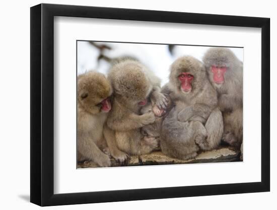 Japanese Macaque, Snow Monkey, Joshin-etsu NP, Honshu, Japan-Peter Adams-Framed Photographic Print