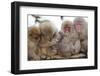 Japanese Macaque, Snow Monkey, Joshin-etsu NP, Honshu, Japan-Peter Adams-Framed Photographic Print