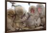 Japanese Macaque, Snow Monkey, Joshin-etsu NP, Honshu, Japan-Peter Adams-Framed Premium Photographic Print