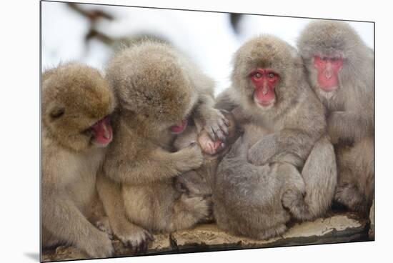 Japanese Macaque, Snow Monkey, Joshin-etsu NP, Honshu, Japan-Peter Adams-Mounted Premium Photographic Print