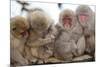 Japanese Macaque, Snow Monkey, Joshin-etsu NP, Honshu, Japan-Peter Adams-Mounted Premium Photographic Print