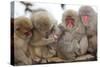 Japanese Macaque, Snow Monkey, Joshin-etsu NP, Honshu, Japan-Peter Adams-Stretched Canvas