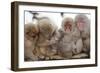 Japanese Macaque, Snow Monkey, Joshin-etsu NP, Honshu, Japan-Peter Adams-Framed Photographic Print