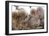 Japanese Macaque, Snow Monkey, Joshin-etsu NP, Honshu, Japan-Peter Adams-Framed Photographic Print