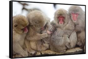 Japanese Macaque, Snow Monkey, Joshin-etsu NP, Honshu, Japan-Peter Adams-Framed Stretched Canvas
