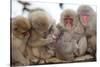 Japanese Macaque, Snow Monkey, Joshin-etsu NP, Honshu, Japan-Peter Adams-Stretched Canvas