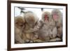 Japanese Macaque, Snow Monkey, Joshin-etsu NP, Honshu, Japan-Peter Adams-Framed Photographic Print