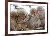 Japanese Macaque, Snow Monkey, Joshin-etsu NP, Honshu, Japan-Peter Adams-Framed Photographic Print