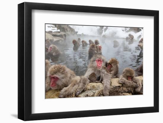 Japanese Macaque, Snow Monkey, Joshin-etsu NP, Honshu, Japan-Peter Adams-Framed Premium Photographic Print