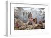 Japanese Macaque, Snow Monkey, Joshin-etsu NP, Honshu, Japan-Peter Adams-Framed Premium Photographic Print