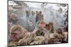 Japanese Macaque, Snow Monkey, Joshin-etsu NP, Honshu, Japan-Peter Adams-Mounted Premium Photographic Print