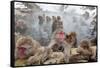 Japanese Macaque, Snow Monkey, Joshin-etsu NP, Honshu, Japan-Peter Adams-Framed Stretched Canvas