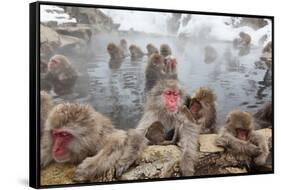 Japanese Macaque, Snow Monkey, Joshin-etsu NP, Honshu, Japan-Peter Adams-Framed Stretched Canvas