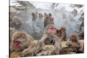 Japanese Macaque, Snow Monkey, Joshin-etsu NP, Honshu, Japan-Peter Adams-Stretched Canvas