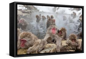 Japanese Macaque, Snow Monkey, Joshin-etsu NP, Honshu, Japan-Peter Adams-Framed Stretched Canvas