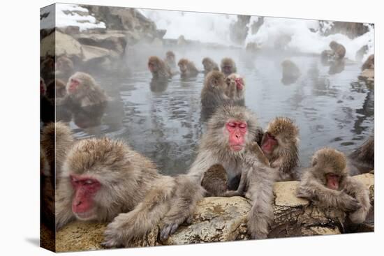 Japanese Macaque, Snow Monkey, Joshin-etsu NP, Honshu, Japan-Peter Adams-Stretched Canvas