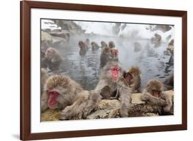 Japanese Macaque, Snow Monkey, Joshin-etsu NP, Honshu, Japan-Peter Adams-Framed Photographic Print