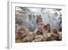 Japanese Macaque, Snow Monkey, Joshin-etsu NP, Honshu, Japan-Peter Adams-Framed Photographic Print