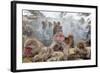 Japanese Macaque, Snow Monkey, Joshin-etsu NP, Honshu, Japan-Peter Adams-Framed Photographic Print