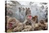 Japanese Macaque, Snow Monkey, Joshin-etsu NP, Honshu, Japan-Peter Adams-Stretched Canvas