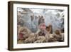 Japanese Macaque, Snow Monkey, Joshin-etsu NP, Honshu, Japan-Peter Adams-Framed Photographic Print