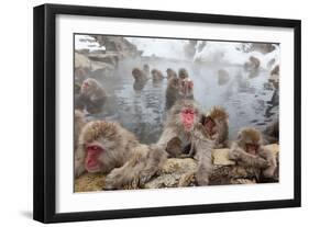 Japanese Macaque, Snow Monkey, Joshin-etsu NP, Honshu, Japan-Peter Adams-Framed Photographic Print