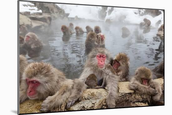 Japanese Macaque, Snow Monkey, Joshin-etsu NP, Honshu, Japan-Peter Adams-Mounted Photographic Print