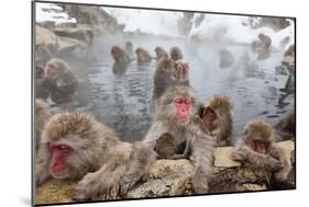 Japanese Macaque, Snow Monkey, Joshin-etsu NP, Honshu, Japan-Peter Adams-Mounted Photographic Print