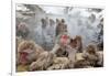 Japanese Macaque, Snow Monkey, Joshin-etsu NP, Honshu, Japan-Peter Adams-Framed Photographic Print