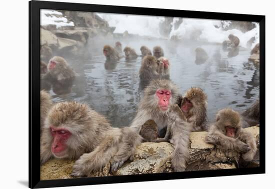 Japanese Macaque, Snow Monkey, Joshin-etsu NP, Honshu, Japan-Peter Adams-Framed Photographic Print