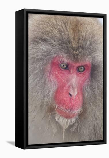 Japanese Macaque, Snow Monkey, Joshin-etsu NP, Honshu, Japan-Peter Adams-Framed Stretched Canvas